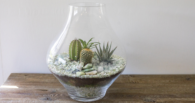 How to Prepare a Cactus Terrarium