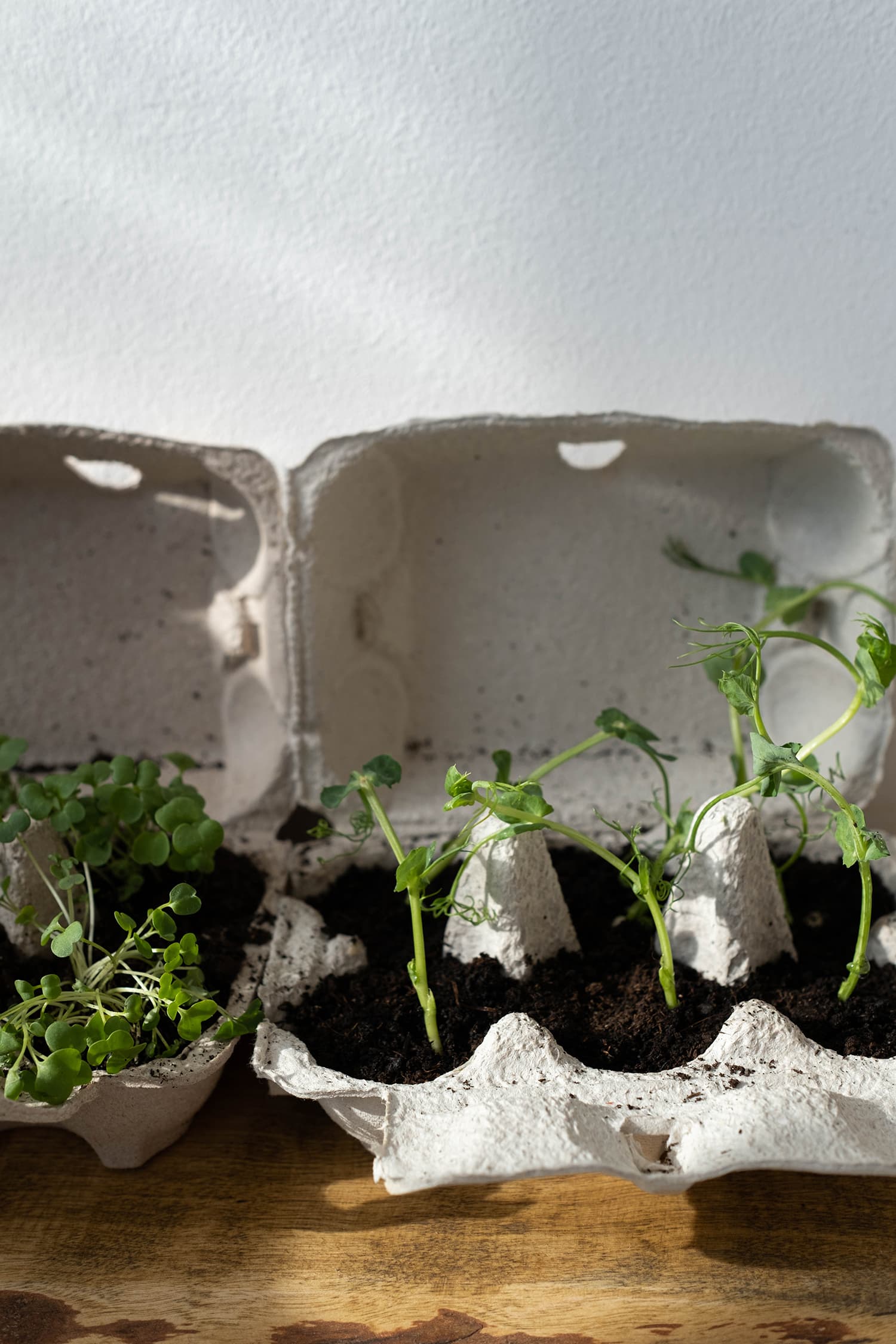 Green Plant in the Egg Tray